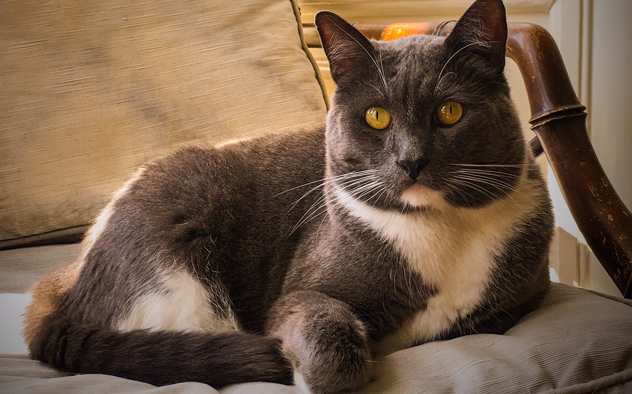 Our Favorite Poser - Dusky Cat