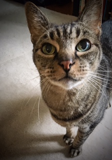 Our Favorite Posers - Cute Cat