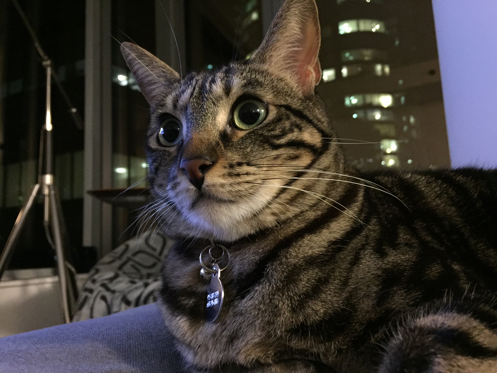 Our Favorite Posers - Beautiful Cat