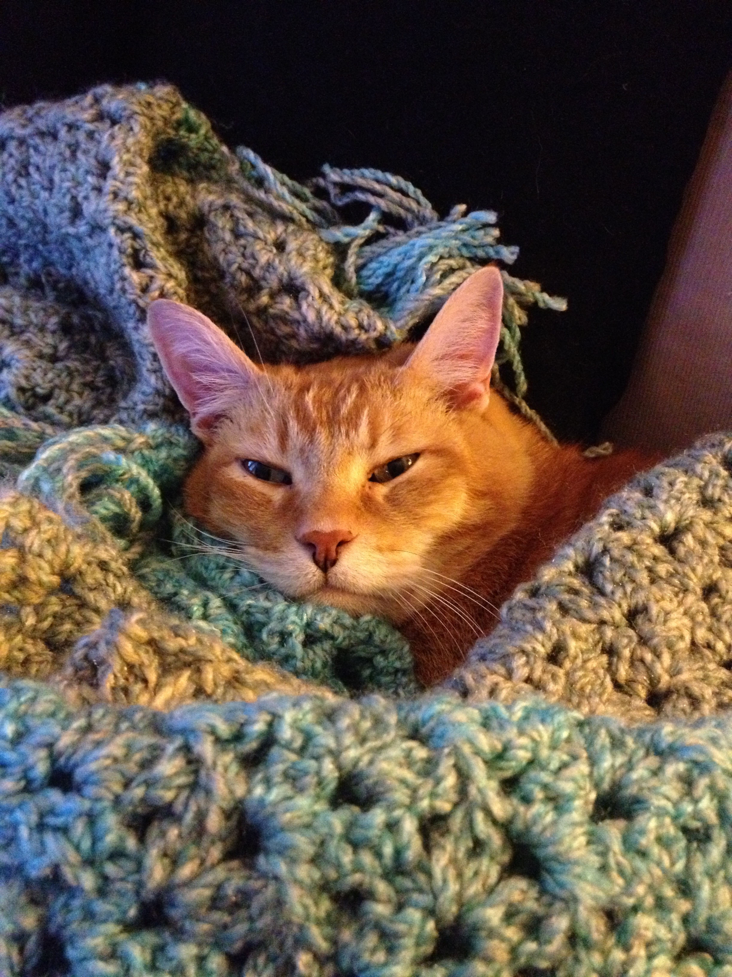 Our Favorite Posers - Cute Flufy Cat
