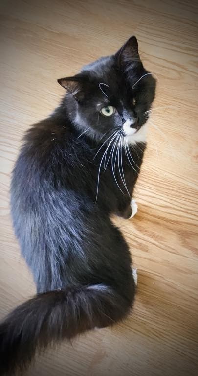 Our Favorite Posers- Cute Black Cat