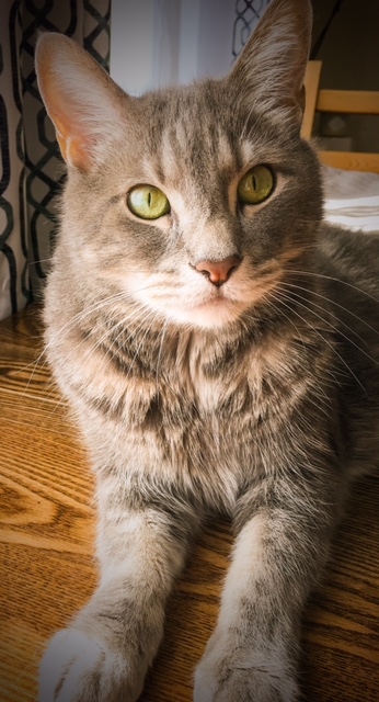Our Favorite Posers Terrifying Cat