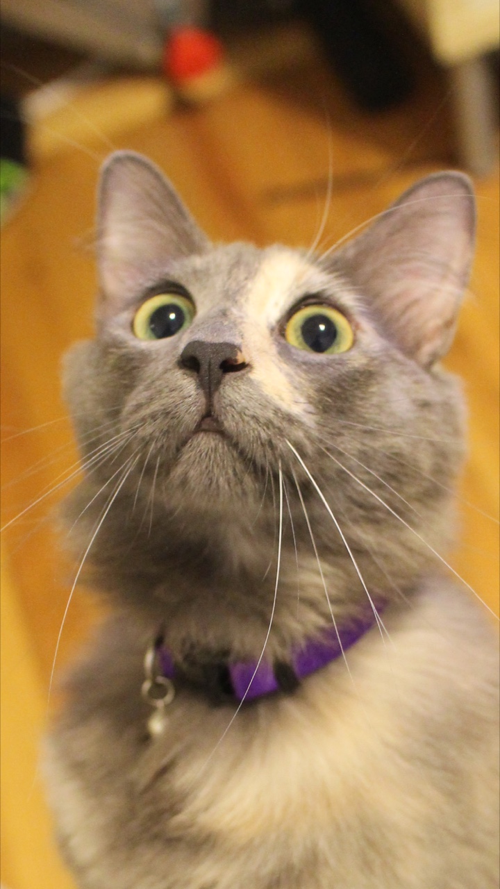 Our Favorite Posers - Frightend Cat