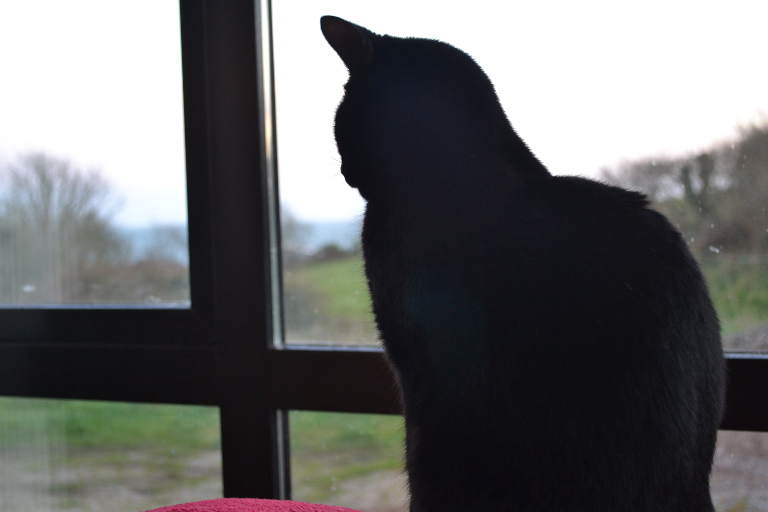 Our Favorite Posers - Cat Back Pose