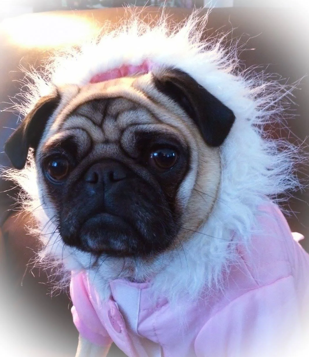 Our Favorite Posers - Beautiful Pug Dog