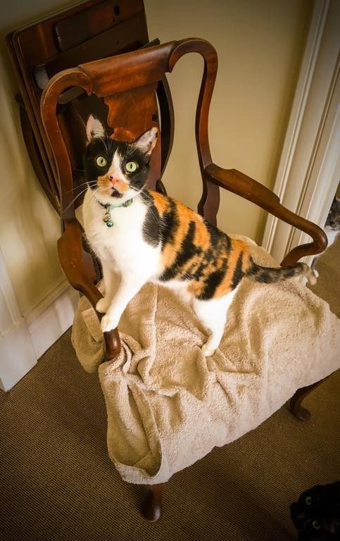 Our Favorite Poser - Beautifull Cat