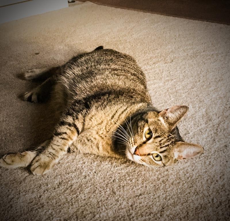 Our Favorite Posers - Cat on Floor