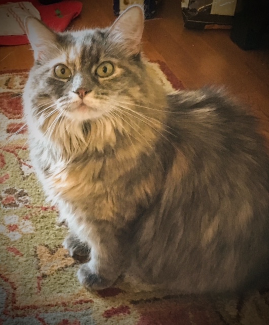 Our Favorite Poser - Fluffy Cat