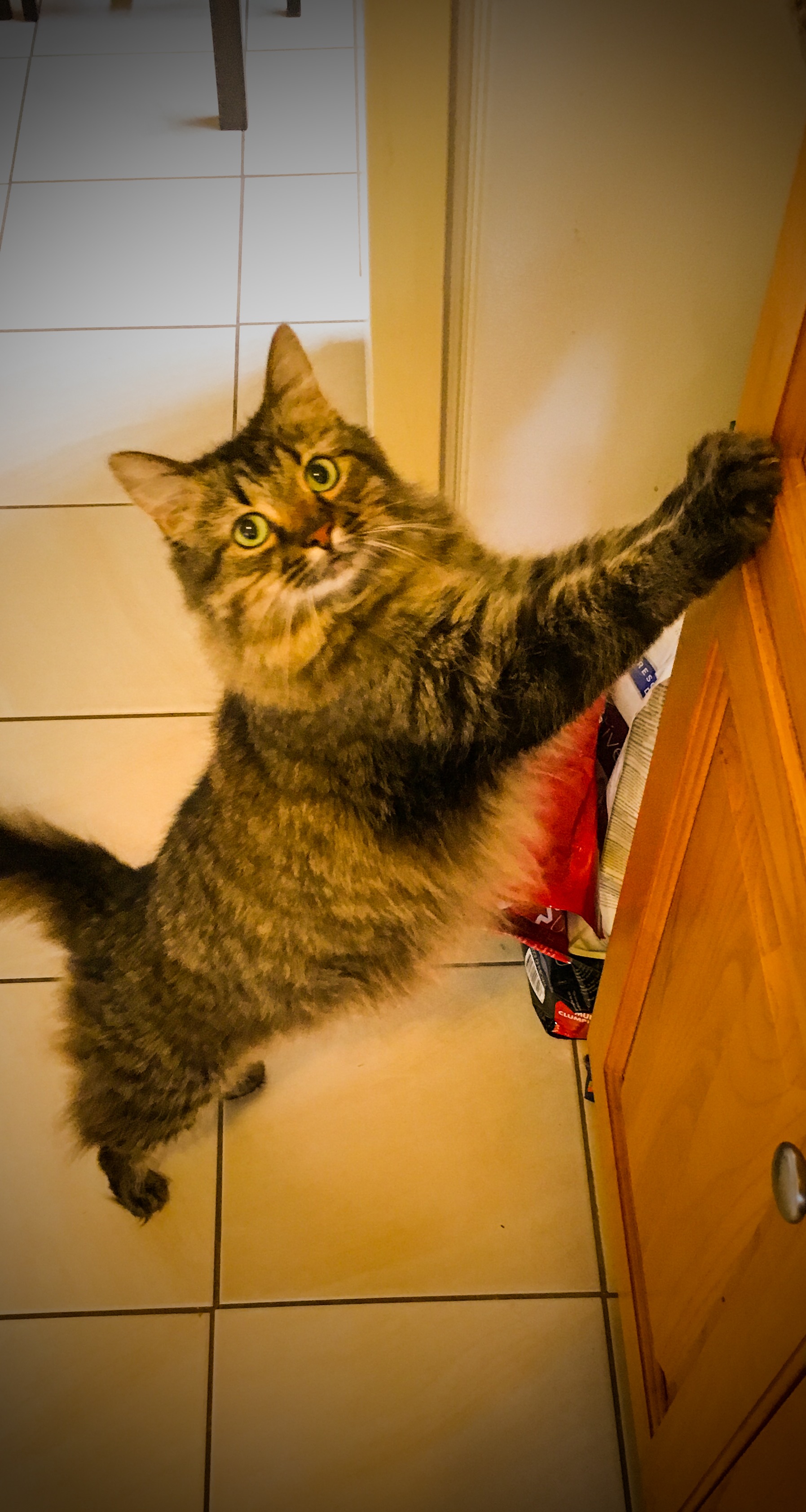 Our Favorite Poser - Beautifull Fluffy Cat