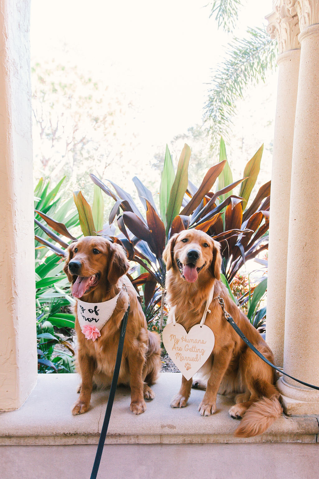 Sarasota-wedding, pups-wedding, Sarasota-wedding-photographer, dog-best-man, dog-of-honor