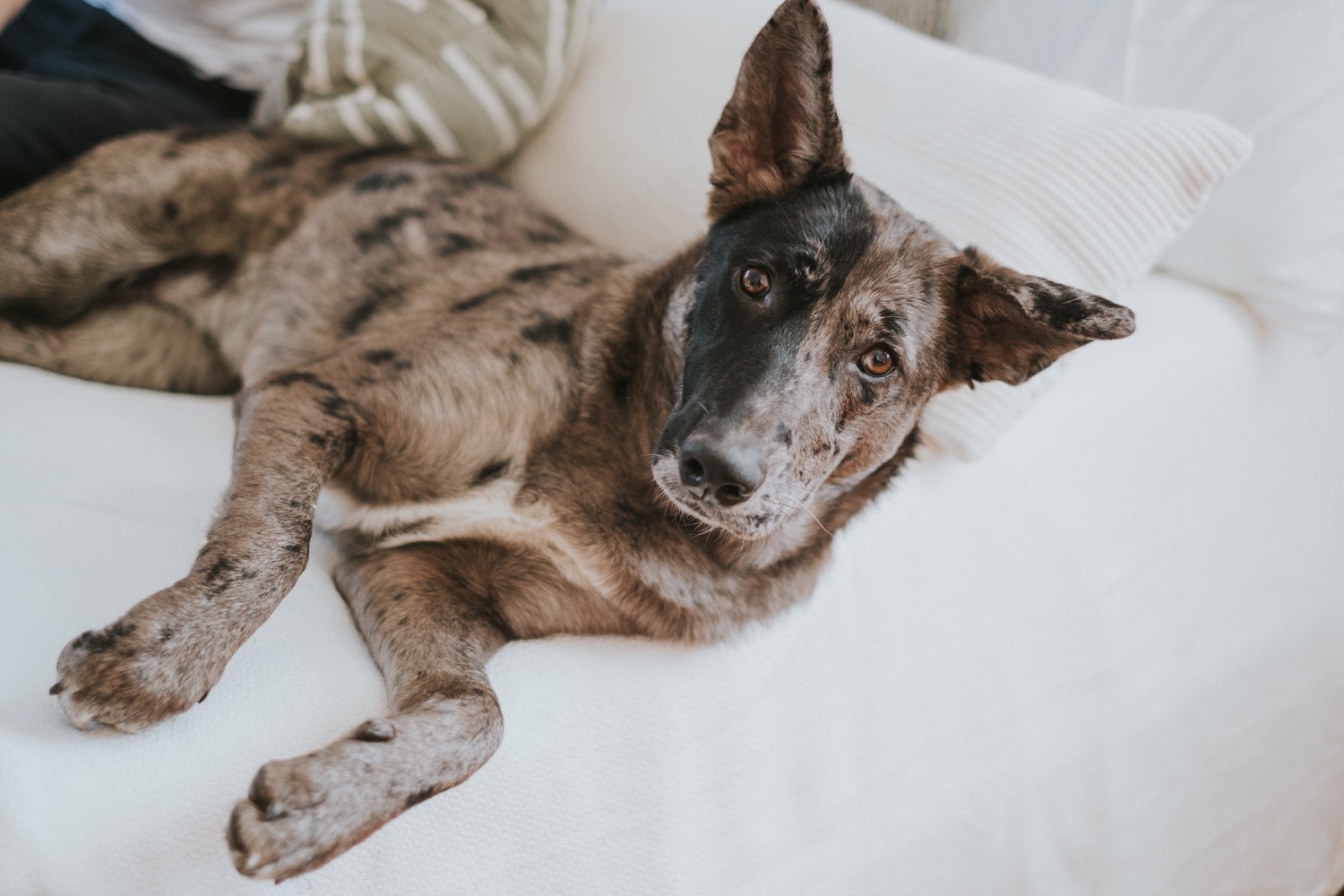 Hudson Valley Wedding Photographer, In Home Engagement Session, Albany Engagement Session, Hudson Valley Engagement Session, Upstate NY Engagement Session, Engagement Session with dogs