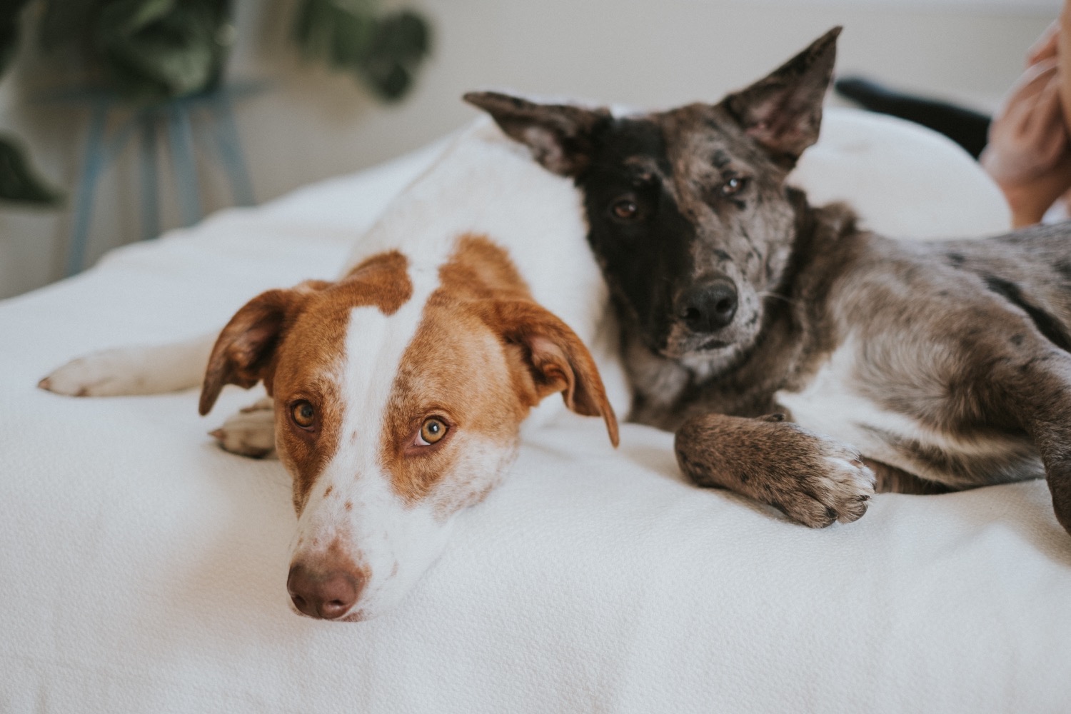 Hudson Valley Wedding Photographer, In Home Engagement Session, Albany Engagement Session, Hudson Valley Engagement Session, Upstate NY Engagement Session, Engagement Session with dogs