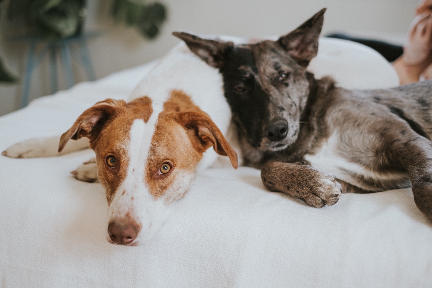 Hudson Valley Wedding Photographer, In Home Engagement Session, Albany Engagement Session, Hudson Valley Engagement Session, Upstate NY Engagement Session, Engagement Session with dogs