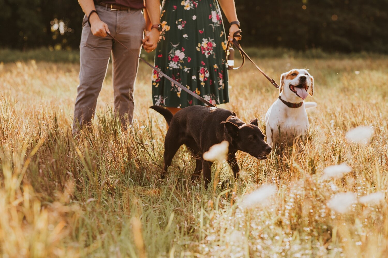 Hudson Valley Wedding Photographer, Catskill Wedding Photographer, Hudson Valley Engagement Session, Summer Engagement Photos, Engagement Photos with Dogs