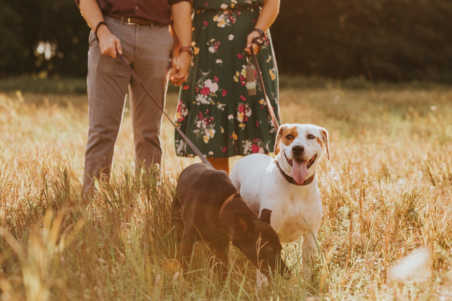 Hudson Valley Wedding Photographer, Catskill Wedding Photographer, Hudson Valley Engagement Session, Summer Engagement Photos, Engagement Photos with Dogs