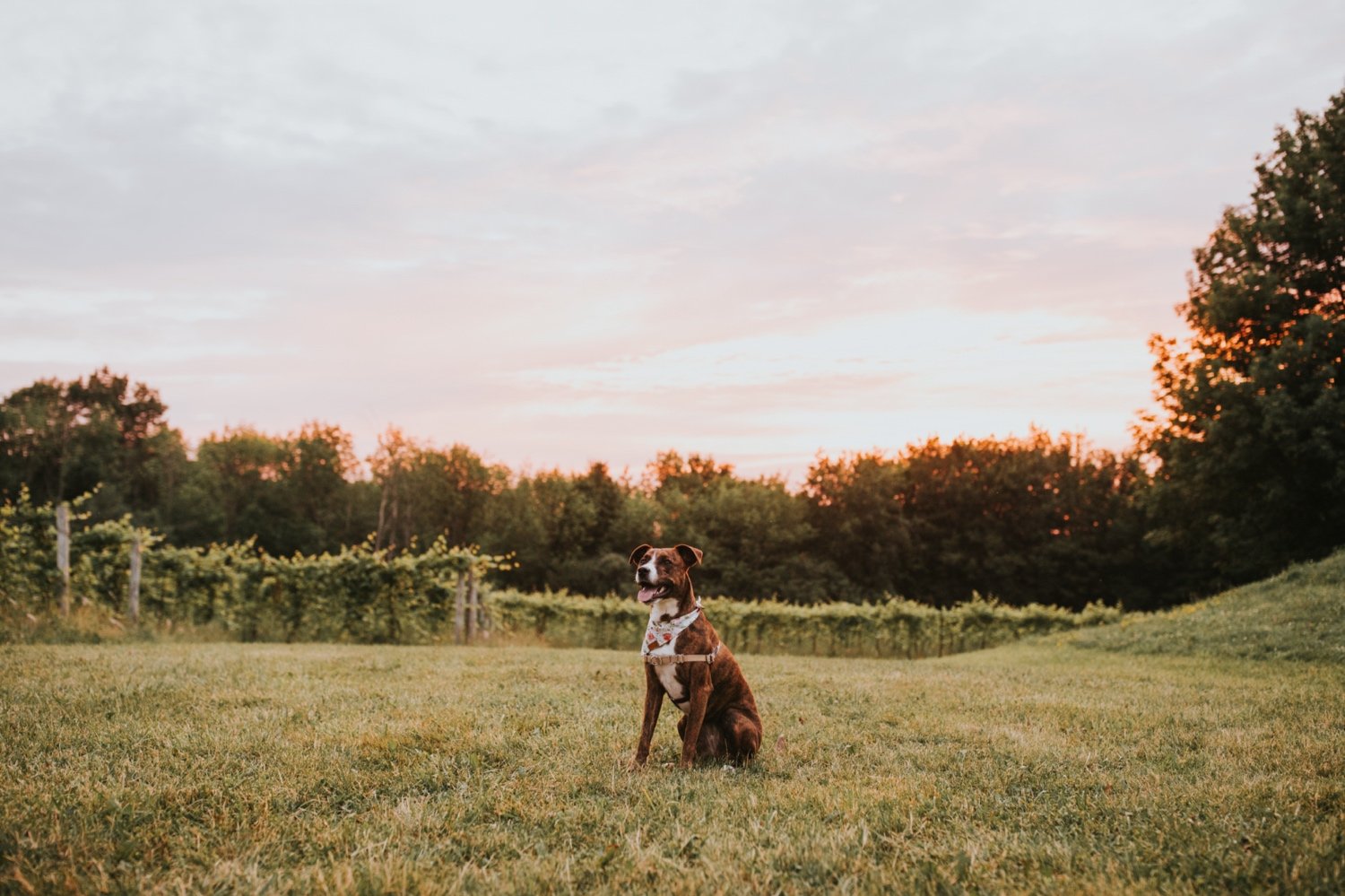 Hudson Valley Wedding Photographer, Stowe Wedding Photographer, Vermont Wedding Photographer, Burlington Wedding Photographer, Shelburne Vineyards, Shelburne Vineyards Engagement Photos