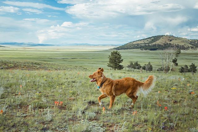 My lil adventure pup, Fawkes. Now that I&rsquo;m not working 9-5 inside all day, he and I can get out and explore more often. He recently started to sit &lsquo;n&rsquo; stare at sunsets and sweeping views with me, taking it all in. He also calms down