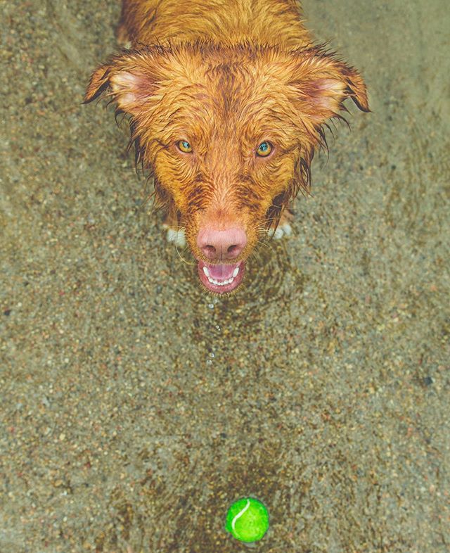 THROW IT! Thanks. . .
.
.
.
.
.
.
.
.
.
#nsdtr #novascotiaducktollingretriever #ducktollingretriever #toller #tollersofinsta #nsdtrofinstagram #dogsofinstagram #weeklyfluff #canon #canon6d #instagood #coloradoshoots #dogcalledfawkes