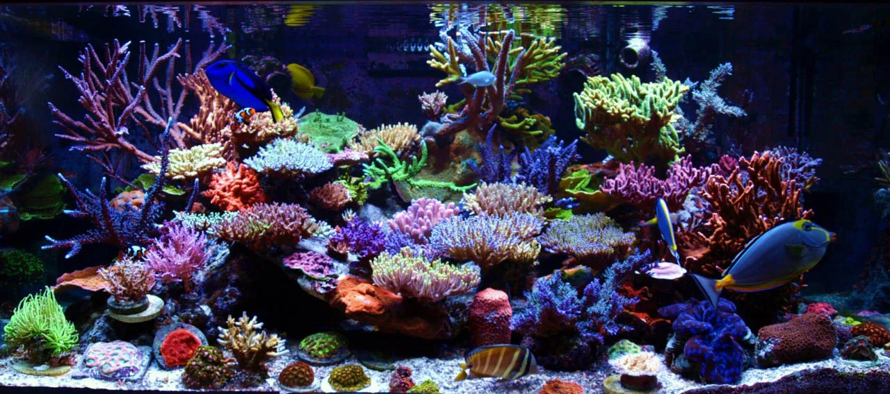 promo reef.jpg
