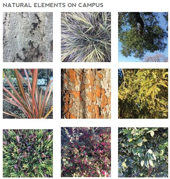 Gunn's campus has a bounty of natural beauty and colors we wanted to celebrate.