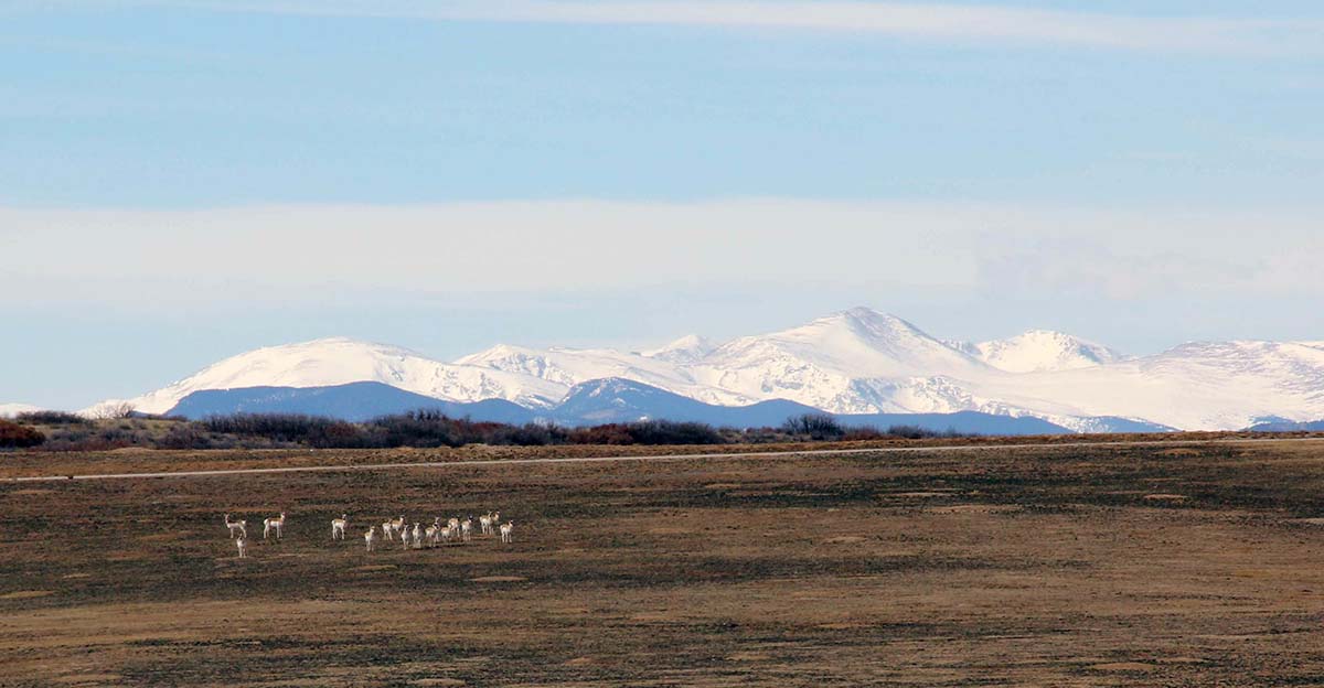 Antelope Under Mtns.jpg