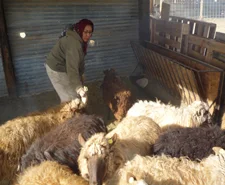 Tanibah Natani with sheep, Photo by Hal Cannon