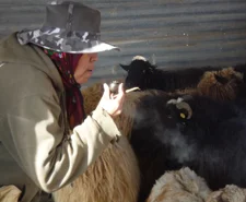 Ceremonial smoke in the corral, Photo by Hal Cannon