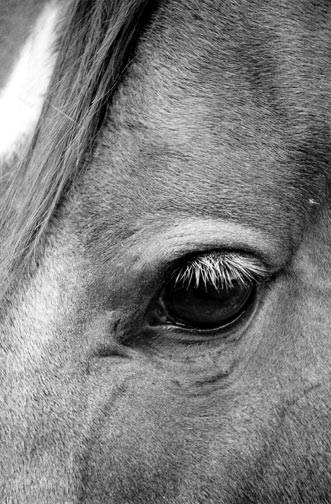 "A Kind Eye" Photo © Barbara Van Cleve. All Rights Reserved.
