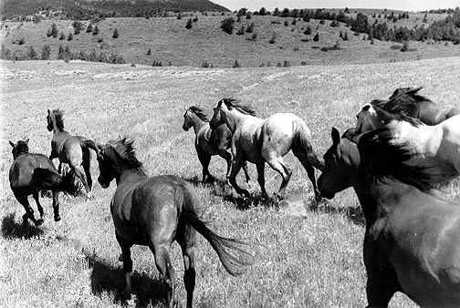 "At a Hard Run" Photo © Barbara Van Cleve. All Rights Reserved.