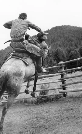 "First Saddling," Photo © Barbara Van Cleve. All Rights Reserved.