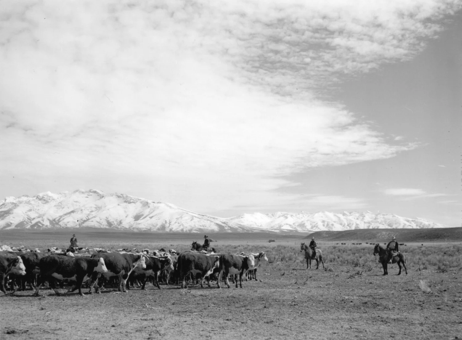 Rounding up of cattle, Elko County, Nevada. Arthur Rothstein, March 1940.