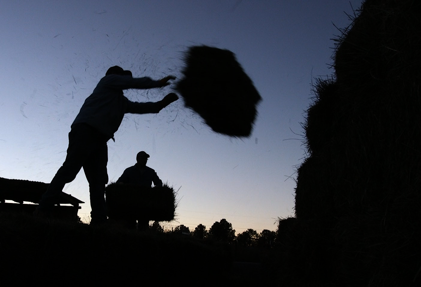 Stacking hay