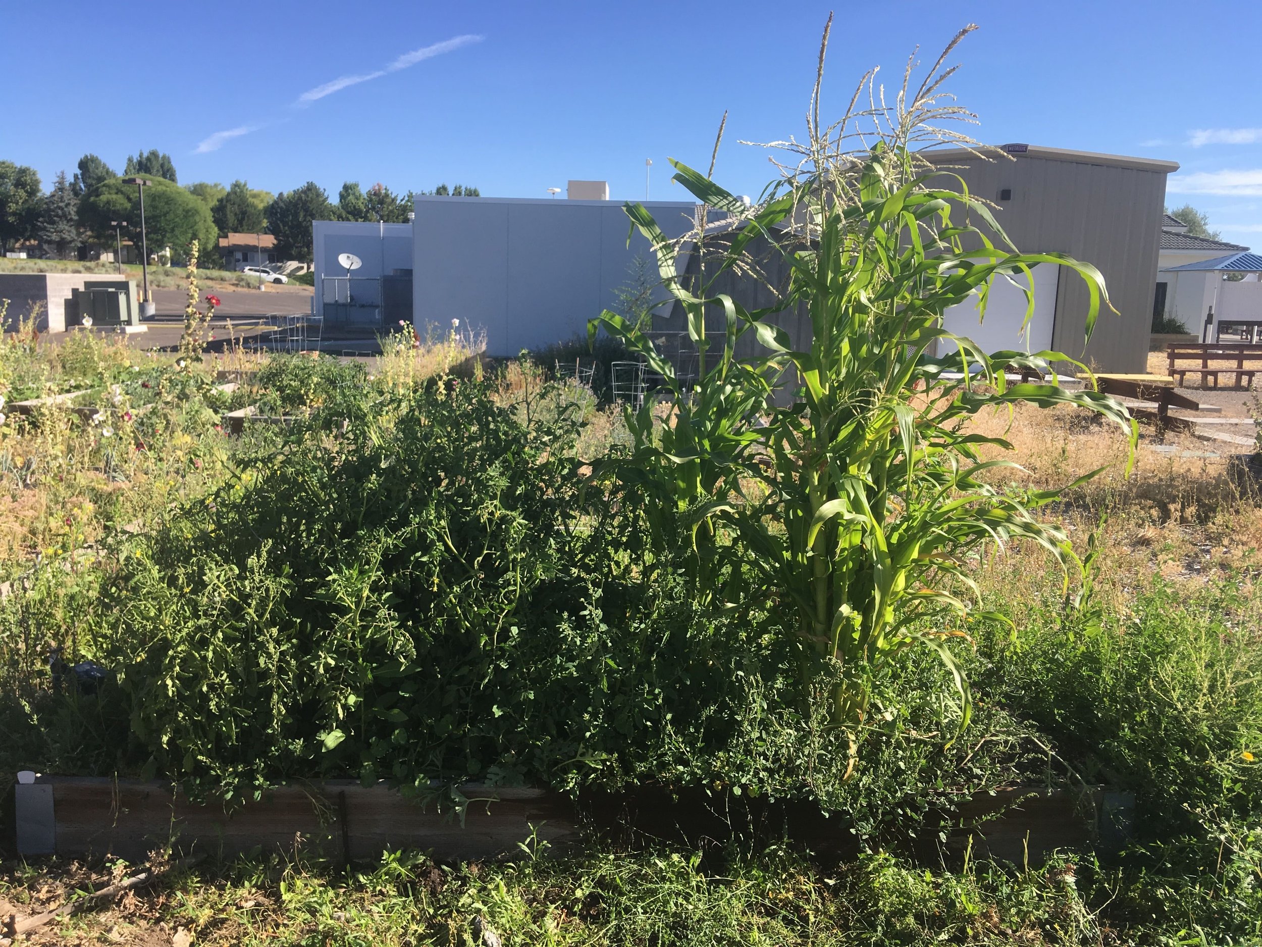  Corn at the Elko community garden. Photo by Brad McMullen.  