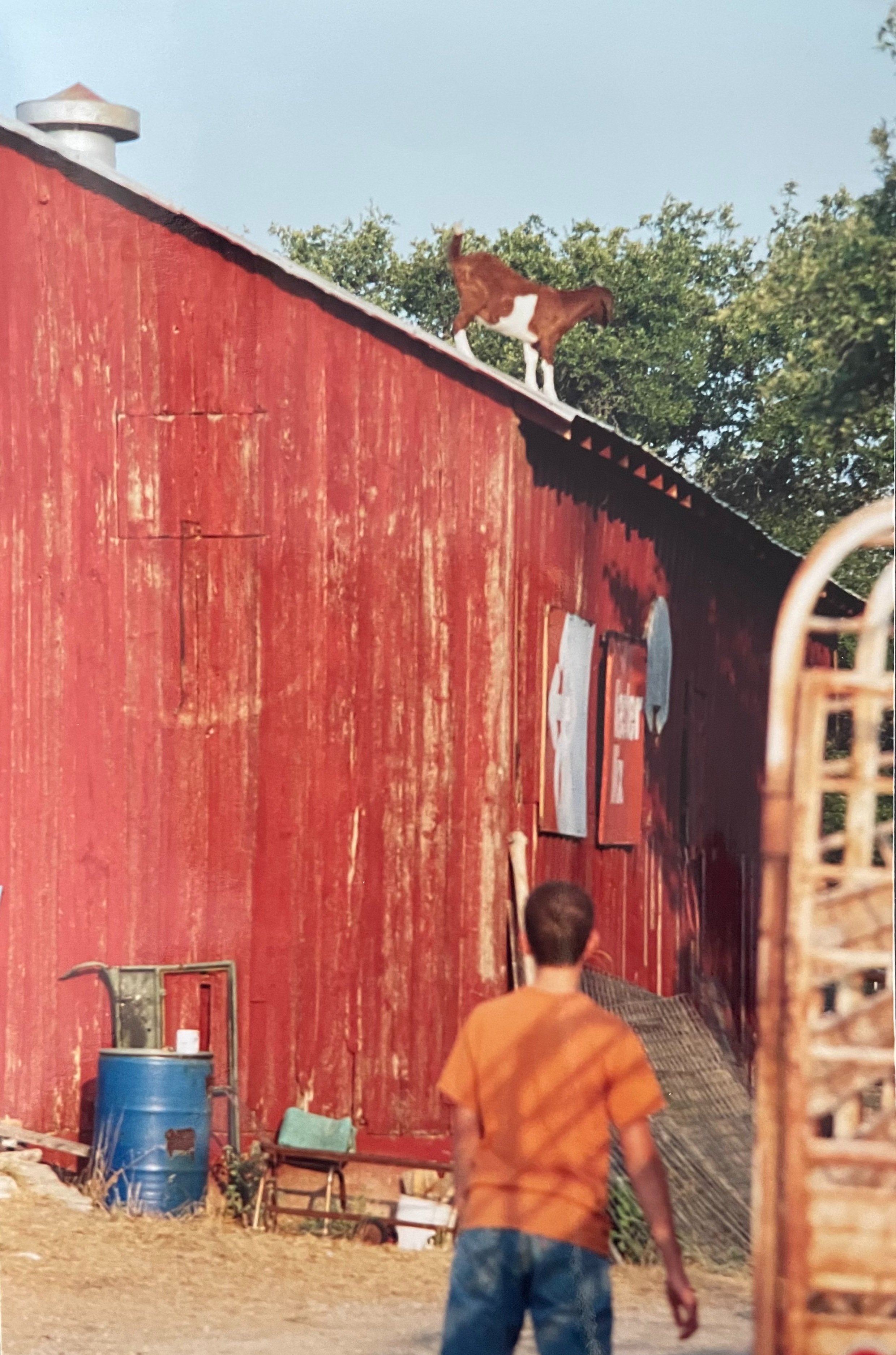 Flossie the goat on the barn roof in 2003.