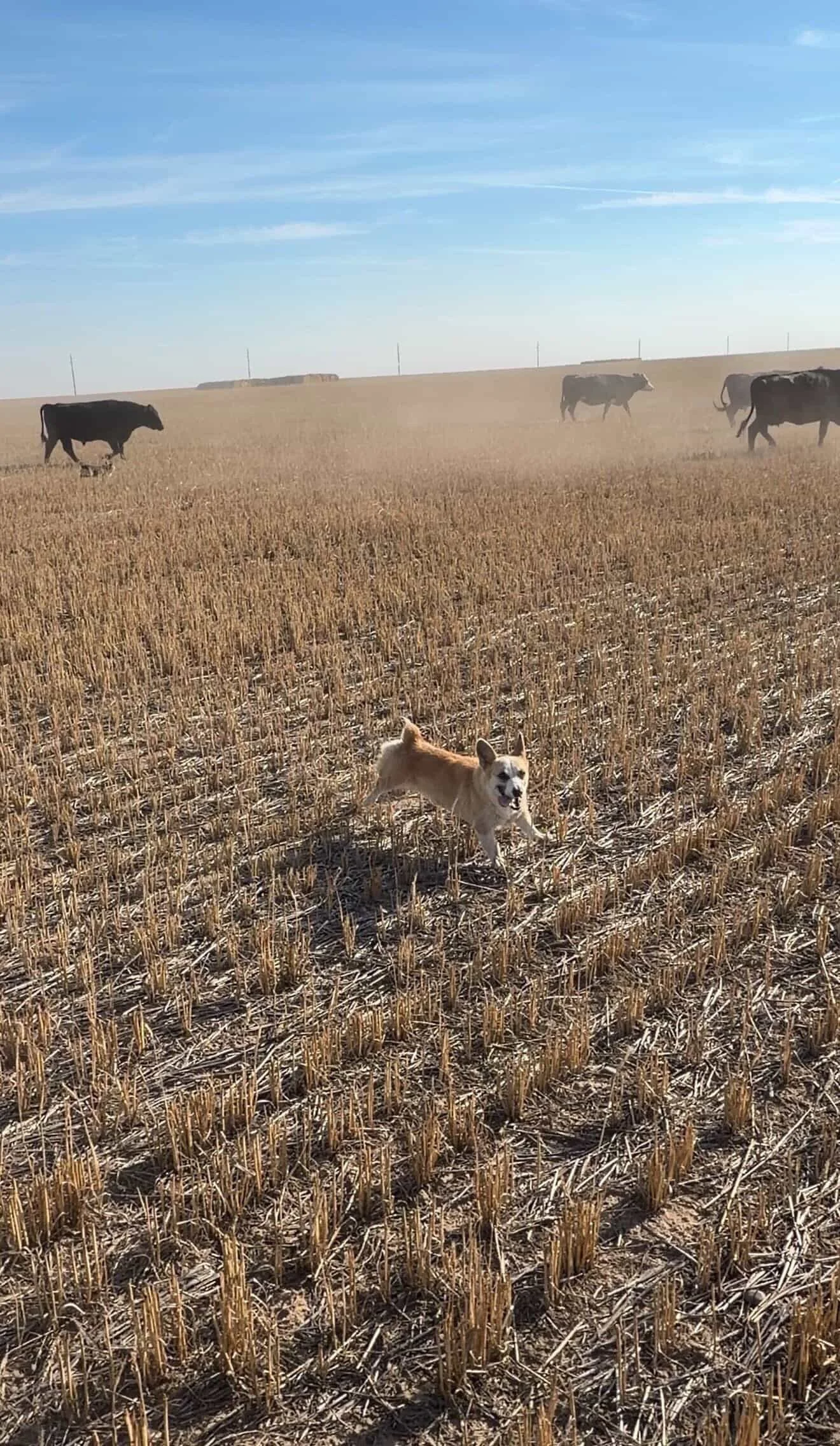 Tally is a courageous corgi who helps corral the cows on a ranch east of Billings, MT! 