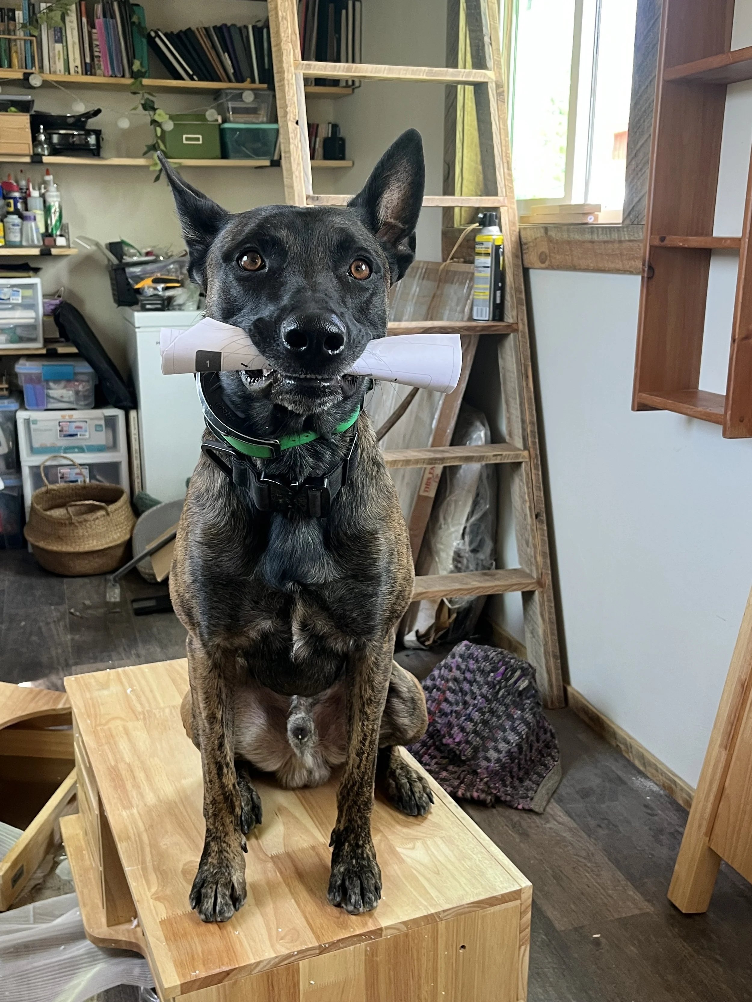 Leuk provides a helping hand (mouth!) in Chama, NM.