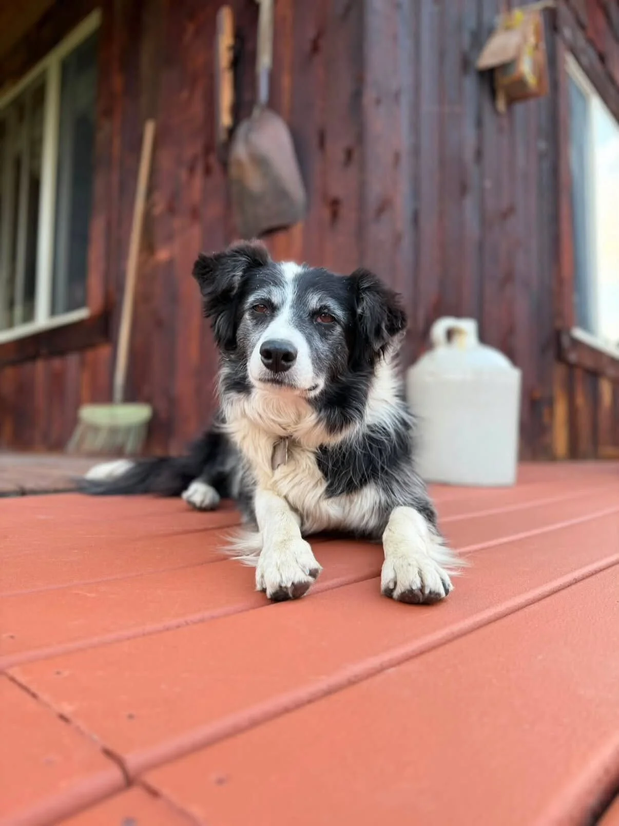Sweet Sadie brings smiles to everyone’s faces at Bonanza Creek Ranch in Martinsdale, MT.