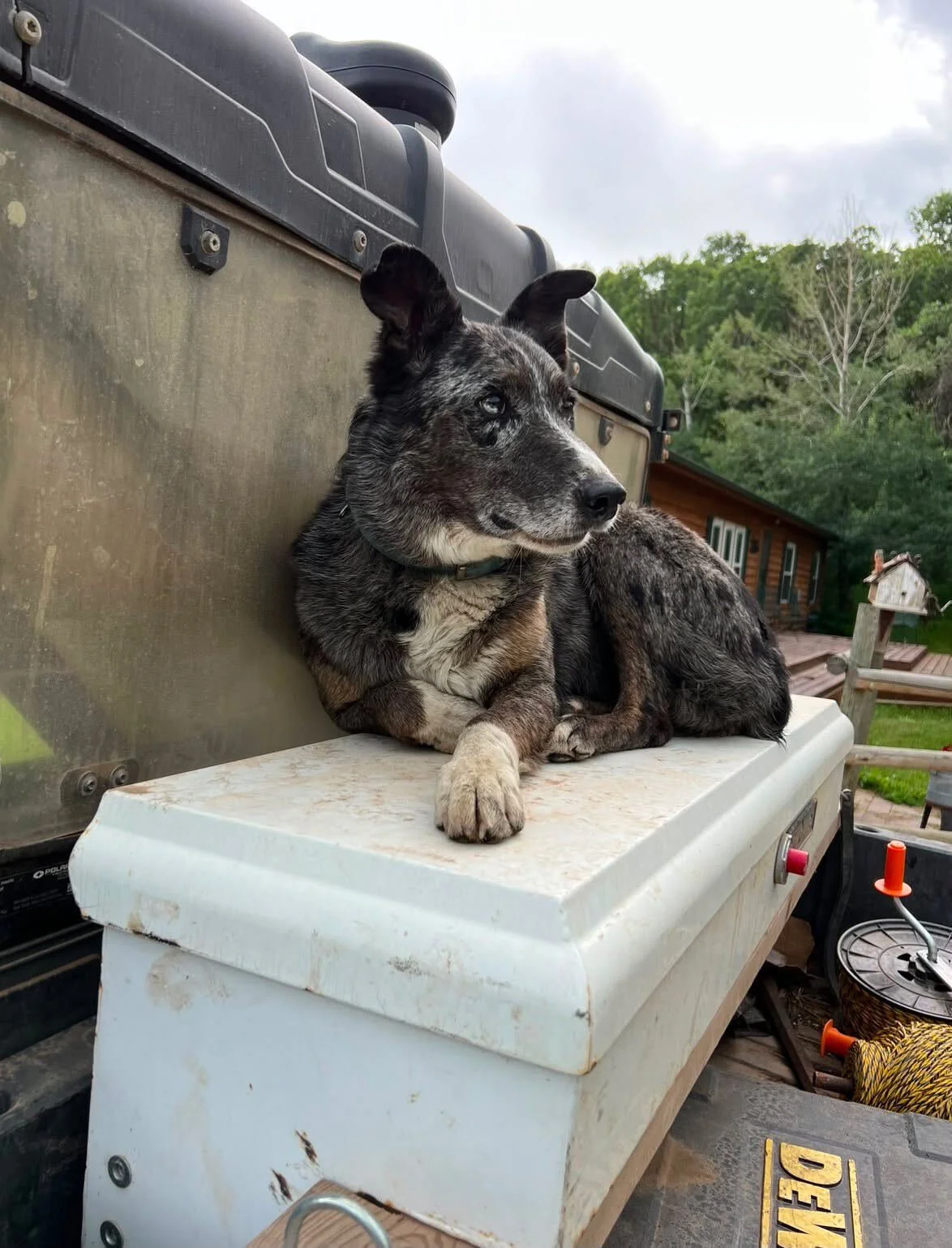 Good ol’ Gus hitches a ride in North Dakota.