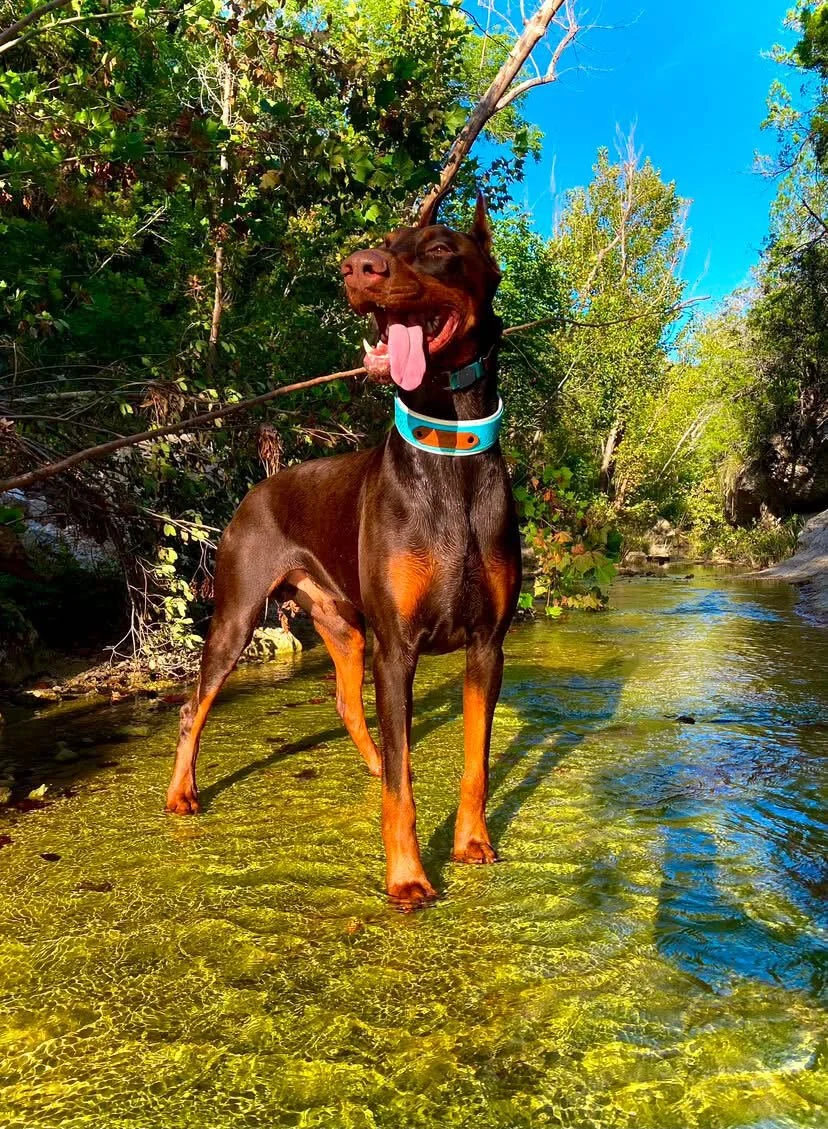 Rex the red Doberman smiles in the Texas sunshine.