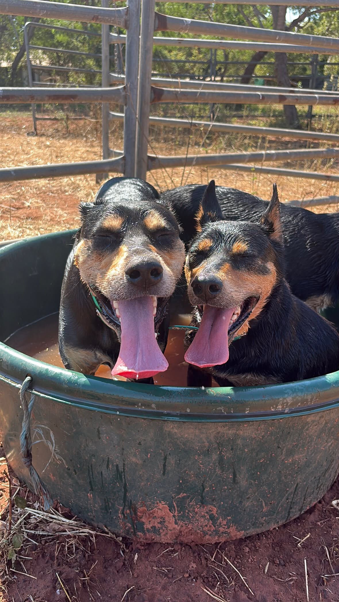 Pilbara Chill and Dunyellan Cruise cozy up to cool off at Barn Hill Station Stay in Western Australia.