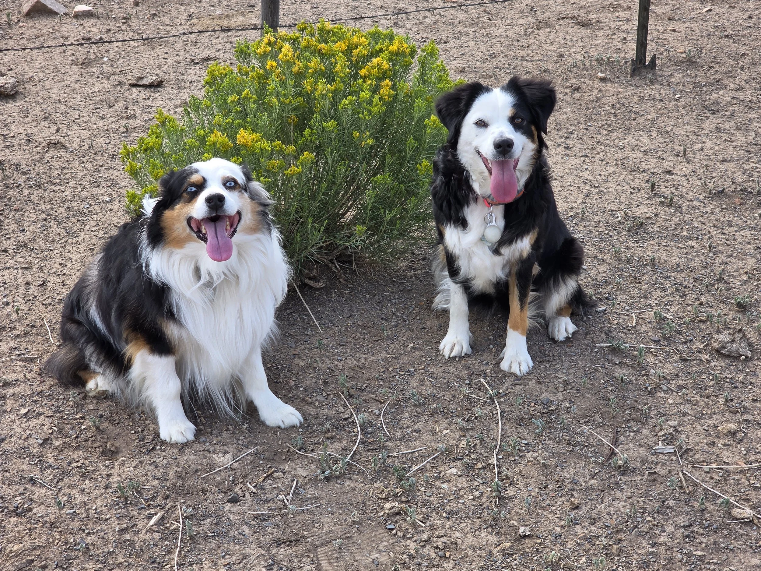 Buddy and Cassie share smiles after sniffing all the smells around the sagebrush in Burns, CO.