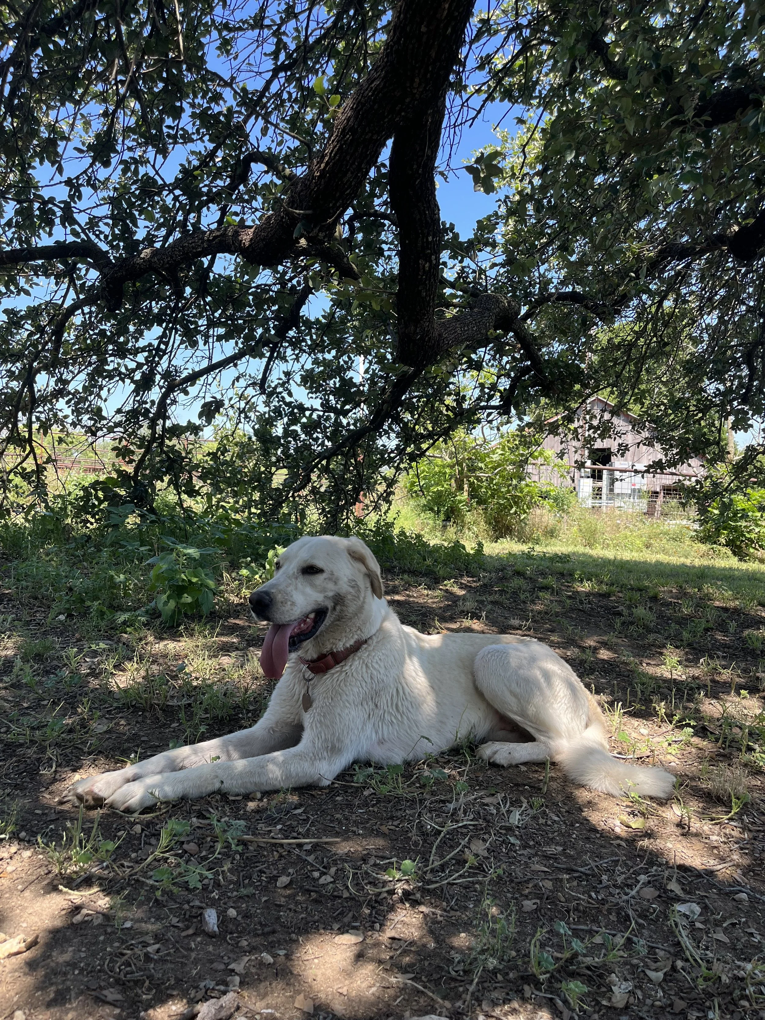 Millie sits in the shade of a live oak tree after a dip in the creek in Central Texas.
