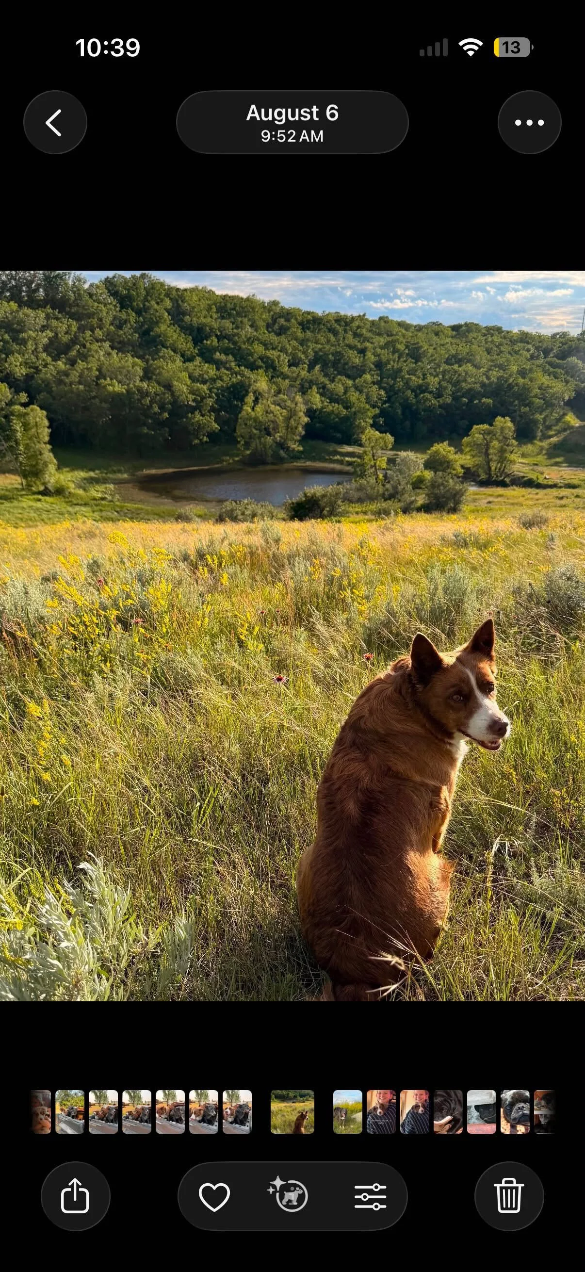 Remi the red border collie pauses to enjoy the view in ND. 