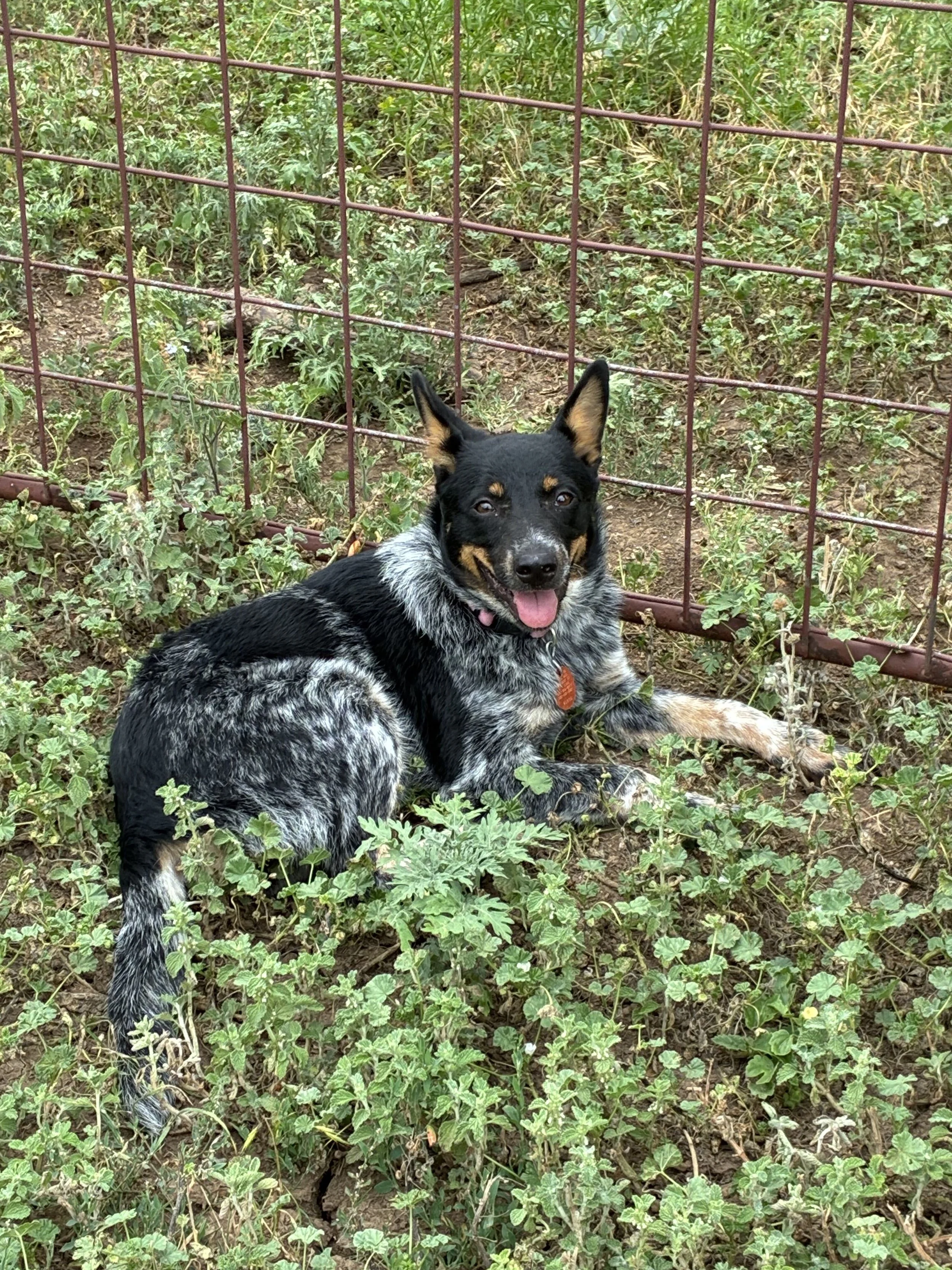 Shadow sits still for a second before getting back to ranch duties in central TX.
