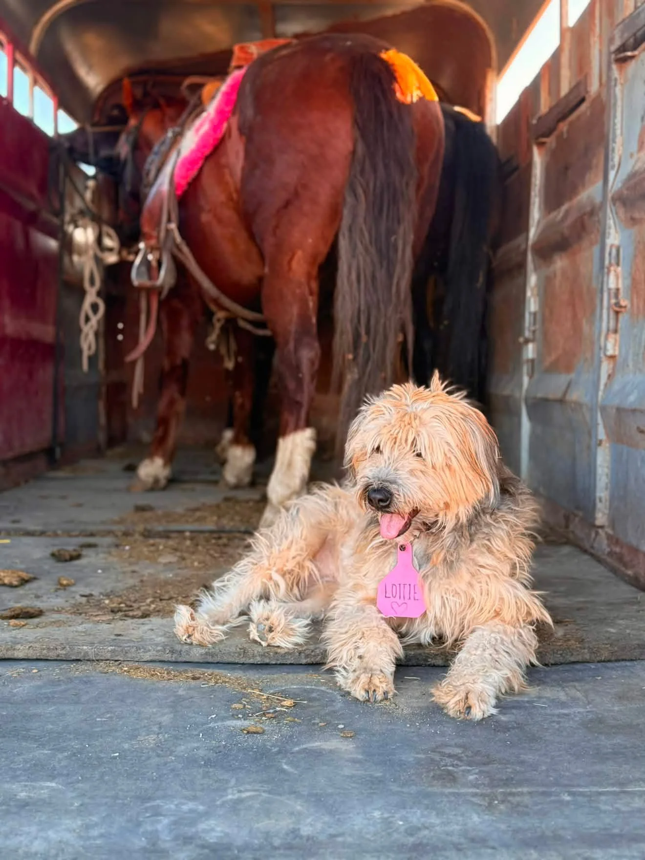Lottie, an Idaho shag, helps out on the ranch and sun bathes on the porch in Augusta, MT!