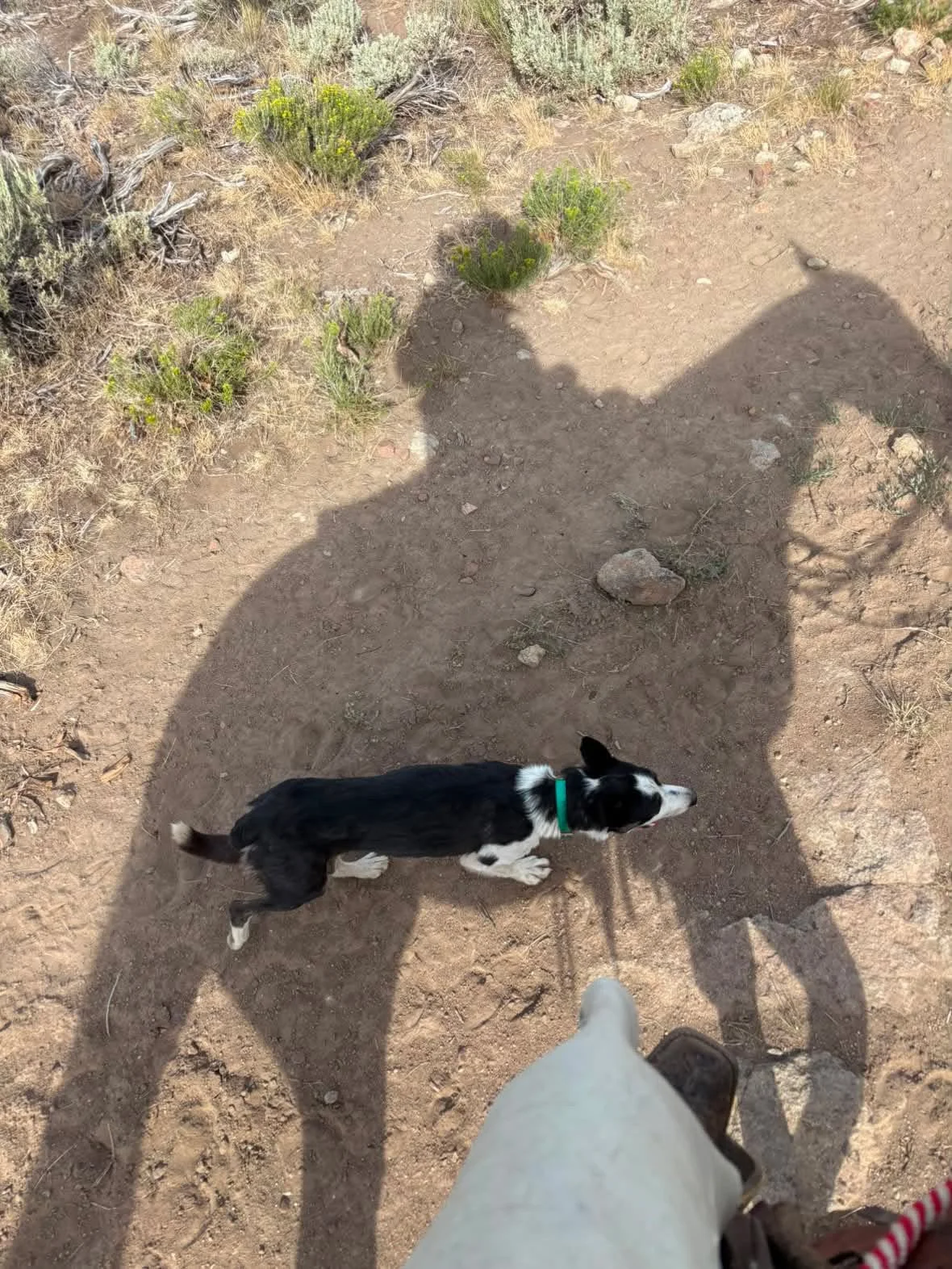 Dally always finds a shady spot on Maggie Creek Ranch in NV.