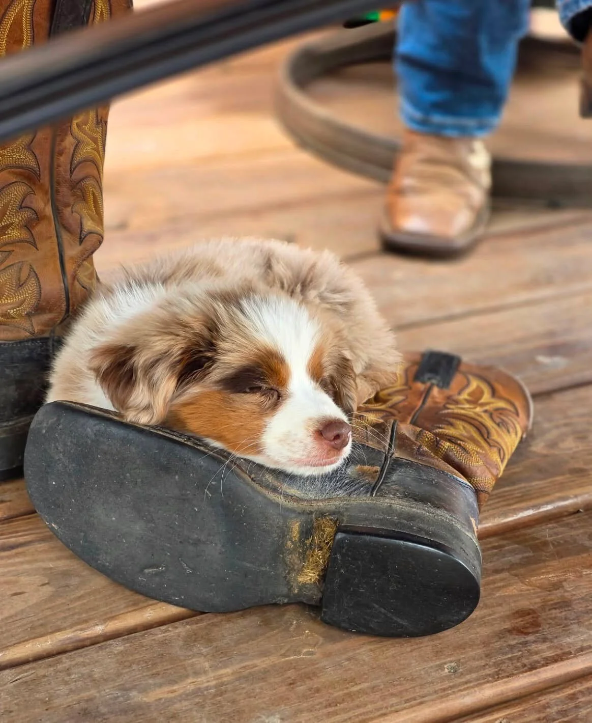 Little pup Scootch in North Dakota is worn out from being so cute.