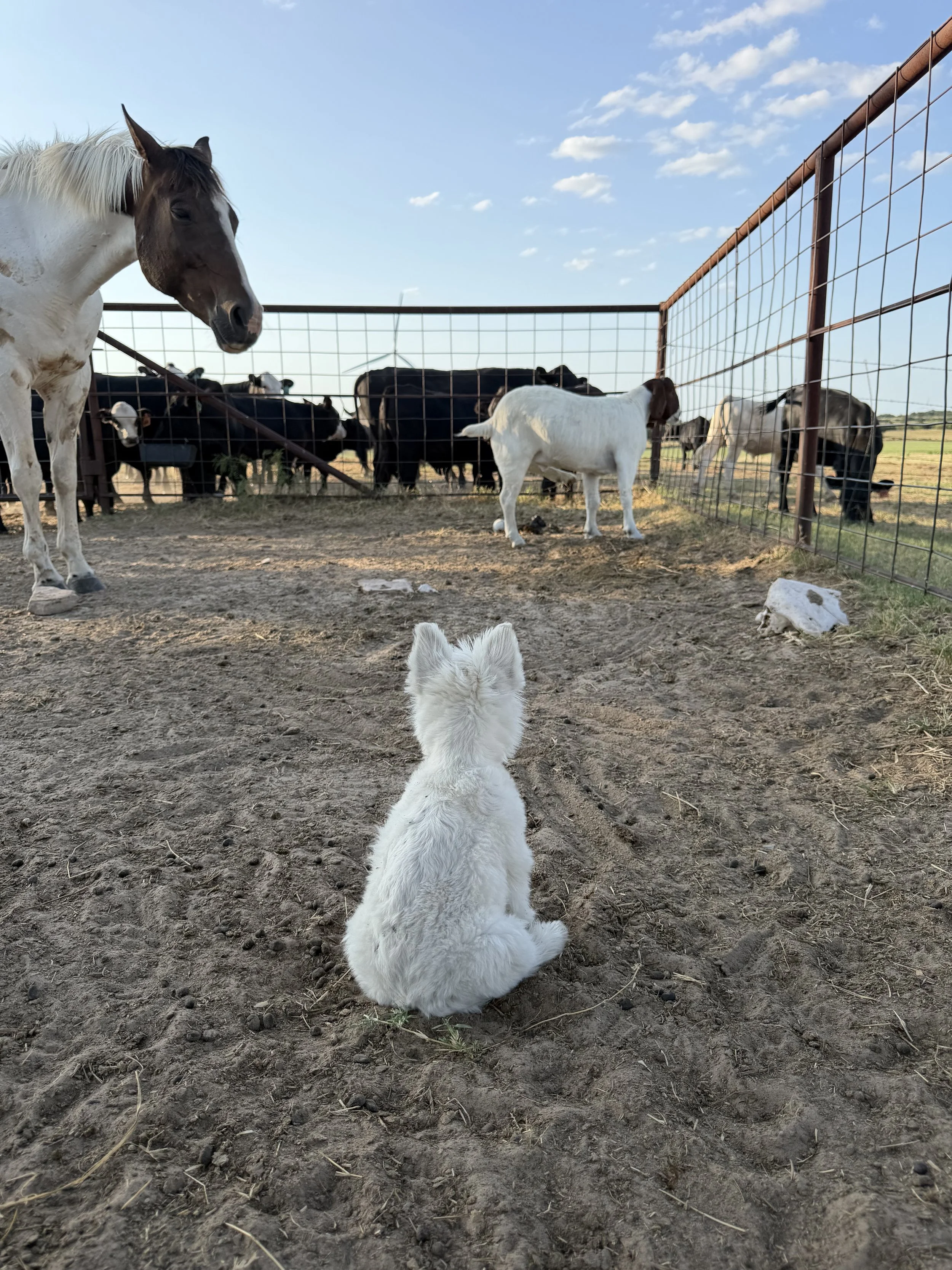 Emma is always looking to make friends at Draper Ranch in TX.