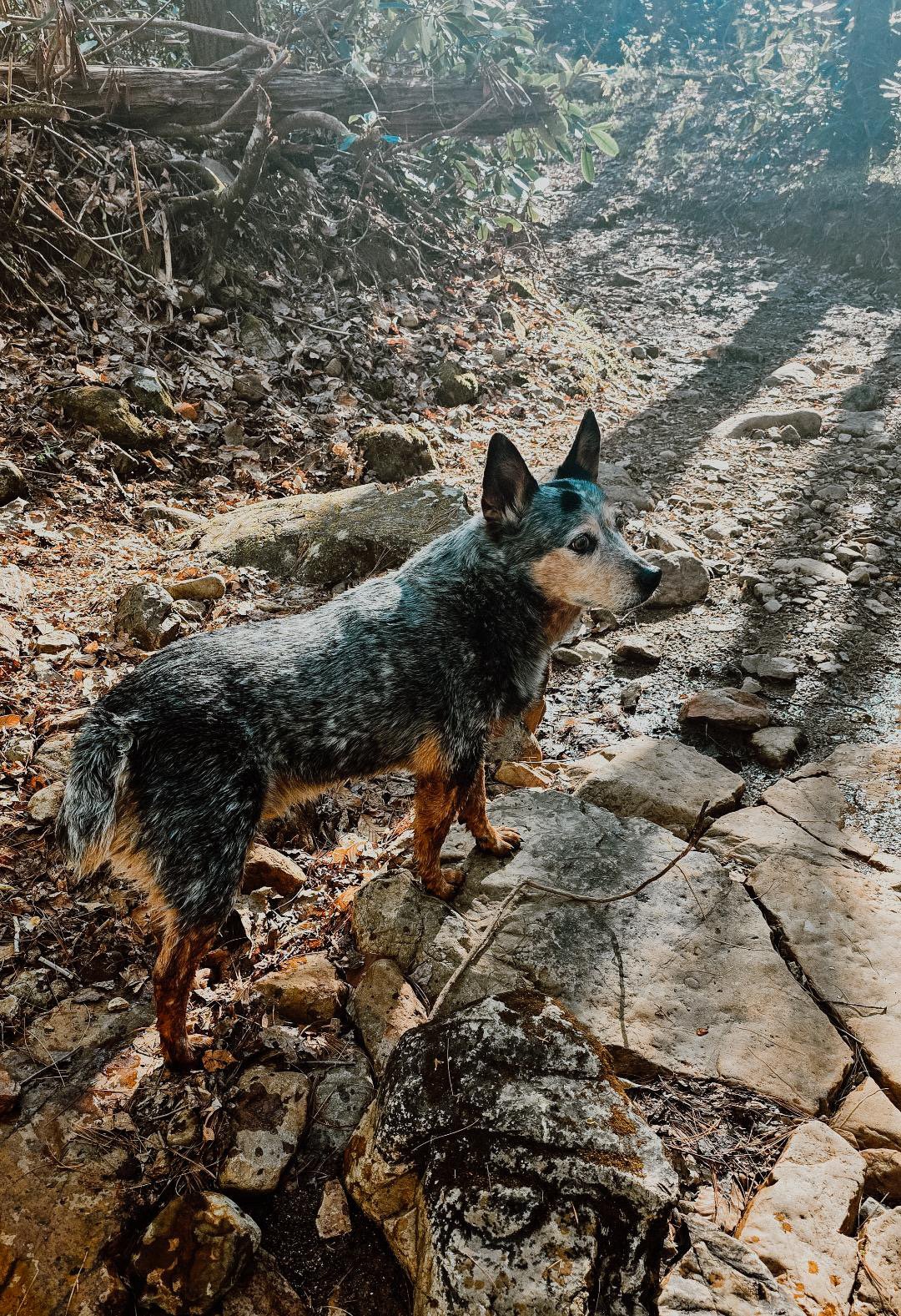 Blue heeler Willie is always on the watch in CO!