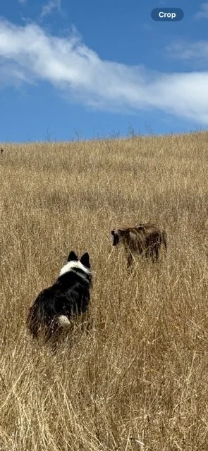 Cody stands his ground during a routine cattle check-up at VR Cattle Ranch in Somis, CA.